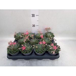 Graptopetalum tacitus