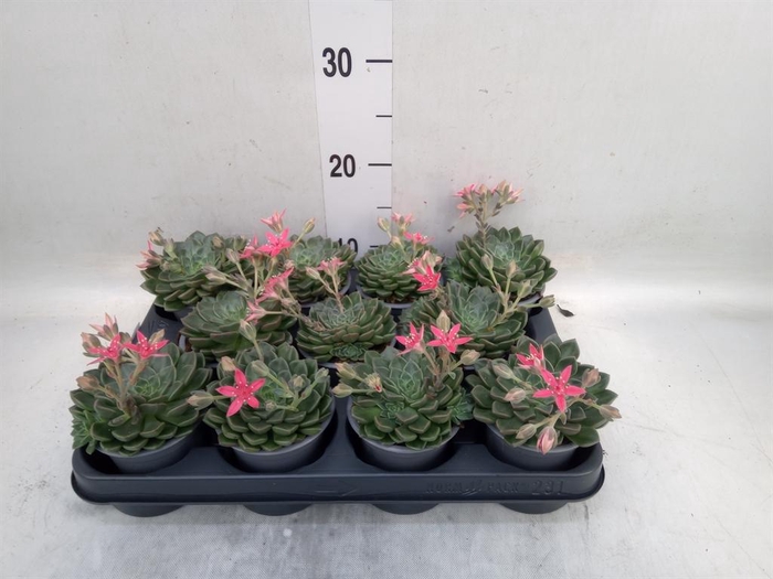 <h4>Graptopetalum tacitus</h4>