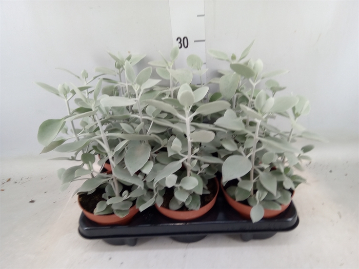 <h4>Kalanchoe NF   ...</h4>