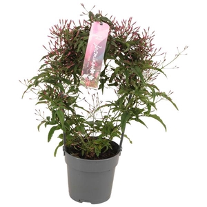 Jasminum Passion Dark Pink boog 200 knop p12 (Jasmijn)