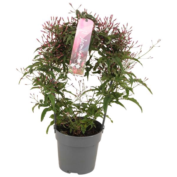 <h4>Jasminum Passion Dark Pink boog 200 knop p12 (Jasmijn)</h4>
