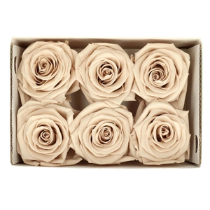 Preserved Rose 6cm