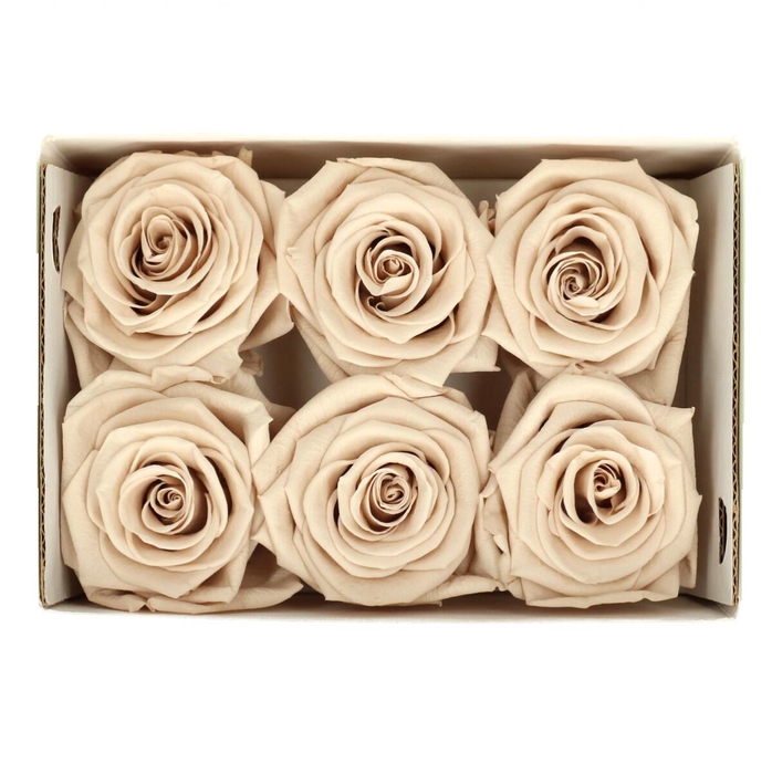 <h4>Preserved Rose 6cm</h4>