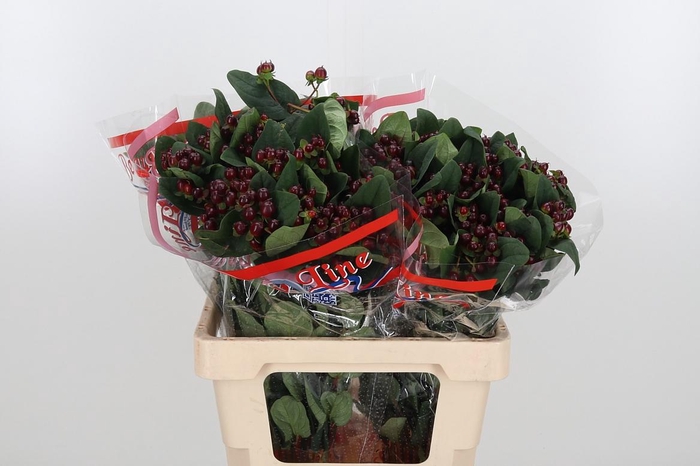 <h4>Hyp Globo Burgundy</h4>