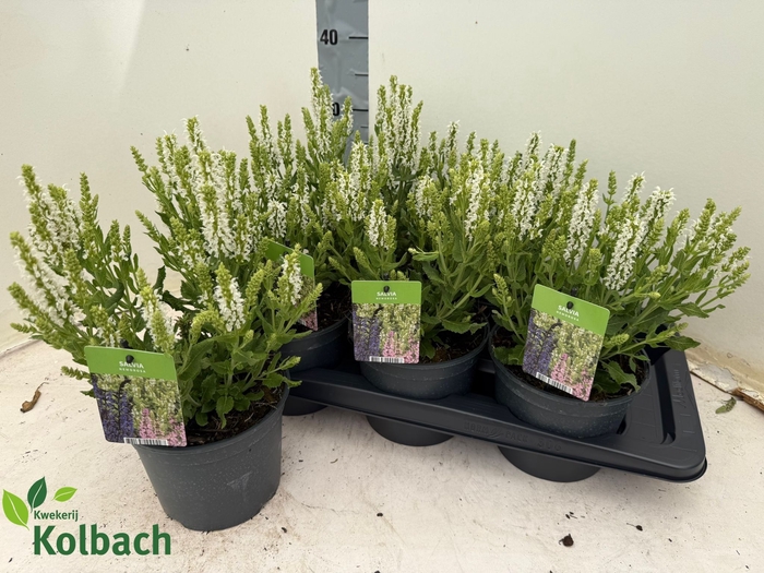<h4>SALVIA NE SENS WHITE</h4>