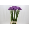 Allium Gladiator