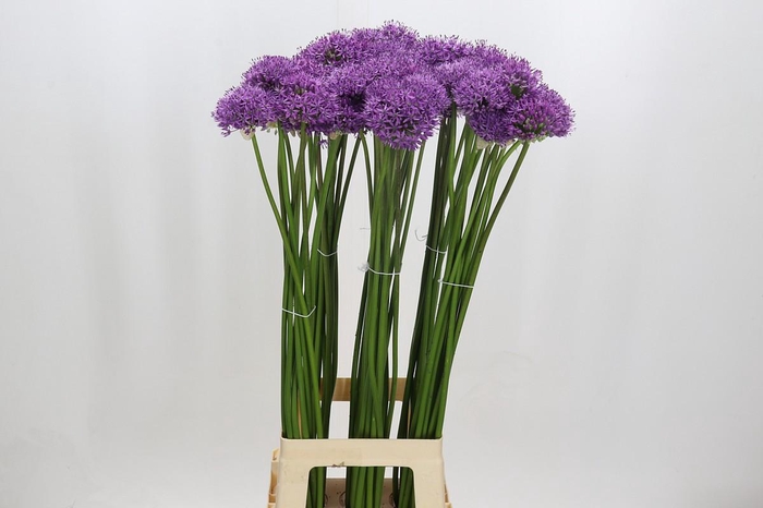 <h4>Allium Gladiator</h4>