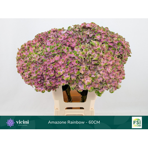 Amazone Rainbow - 60CM