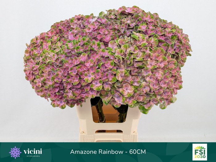 <h4>Amazone Rainbow - 60CM</h4>