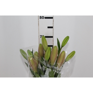 LIRIO BRINDISI 070 CM HT 2/3 FLS