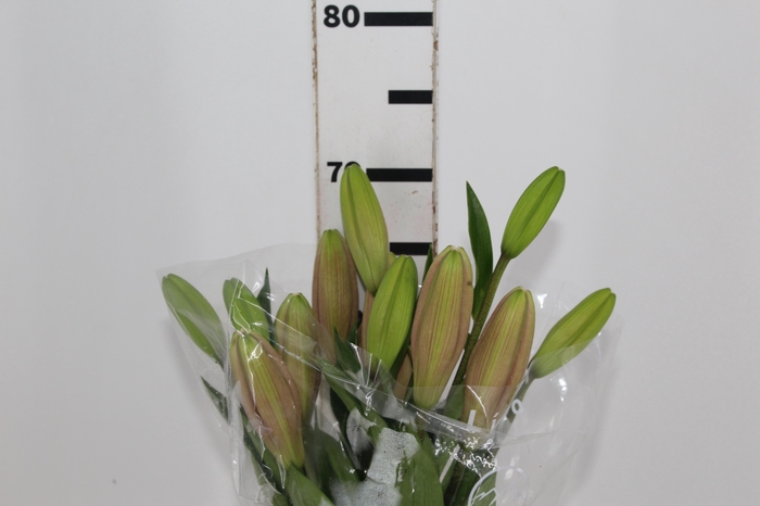 <h4>LIRIO BRINDISI 070 CM HT 2/3 FLS</h4>