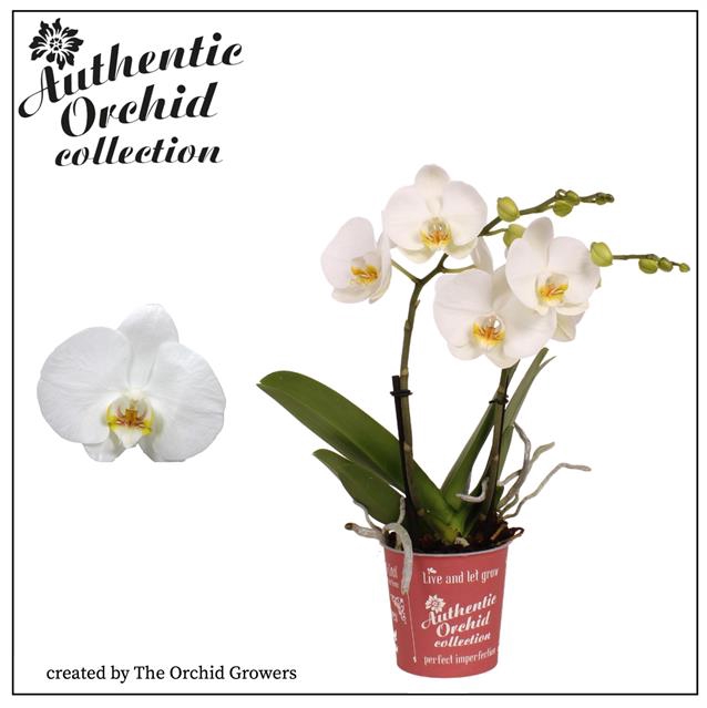 Authentic Phal. Spirit White - 2 Sp