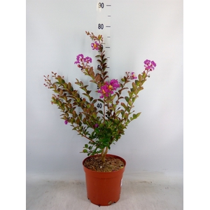 Lagerstroemia indica