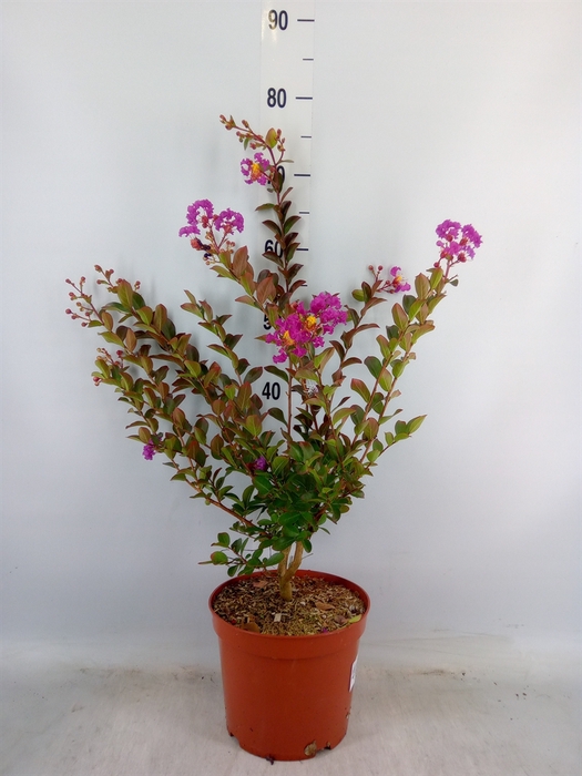 <h4>Lagerstroemia indica</h4>