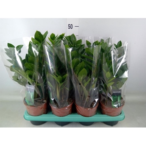 Zamioculcas zamiifolia