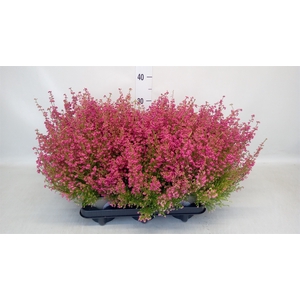 Erica gracilis   ...red