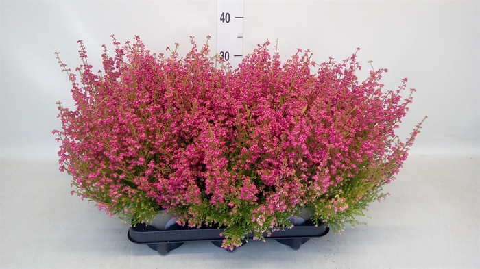 <h4>Erica gracilis   ...red</h4>