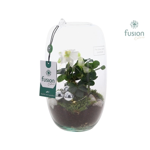 Green Bottle Isabella Medium Kerst met Helleborus met LED