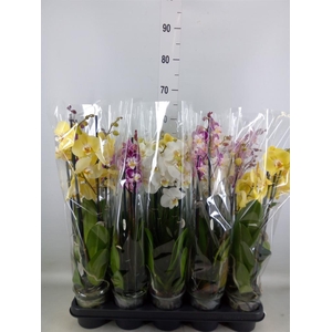 Phalaenopsis   ...mix