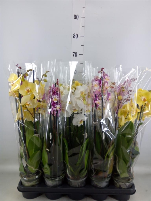 <h4>Phalaenopsis   ...mix</h4>