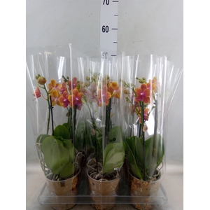 Phalaenopsis multi.   ...orange