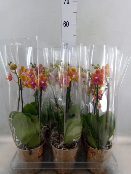 <h4>Phalaenopsis multi.   ...orange</h4>