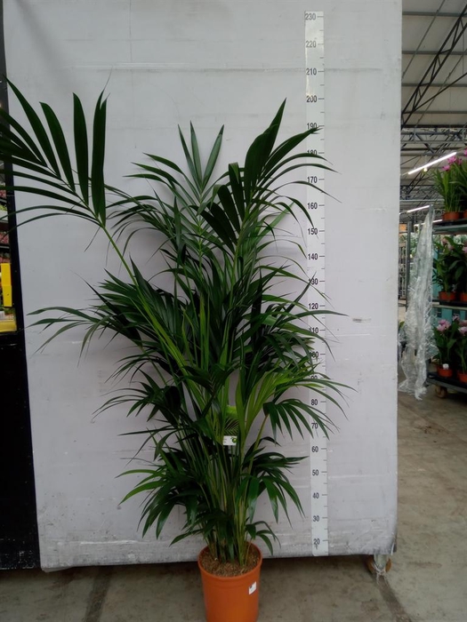 <h4>Howea forsteriana</h4>