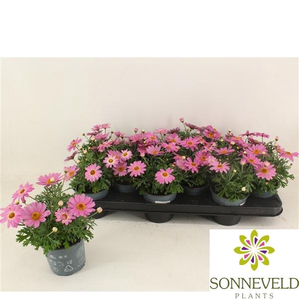 <h4>Argyranthemum frutescens Cymbals Light Pink</h4>