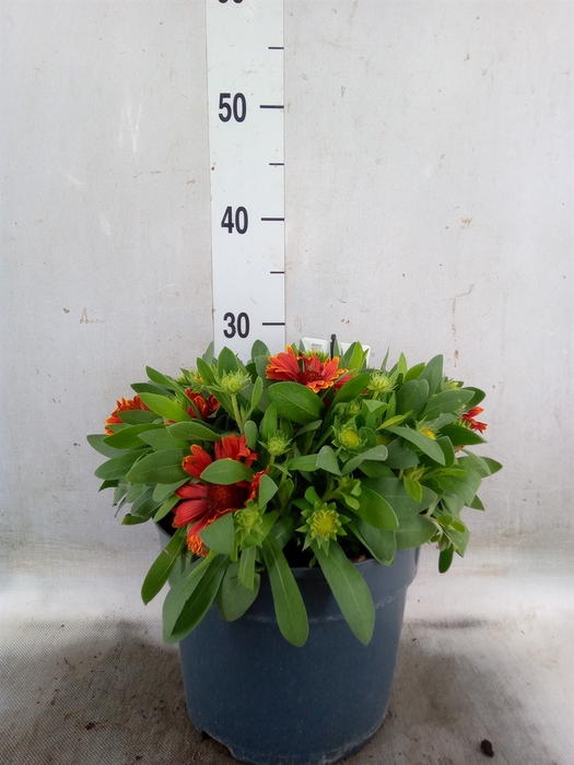 <h4>Gaillardia   ...</h4>