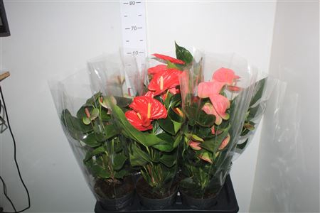 <h4>Anthu An Gem 6+</h4>