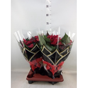 Euphorbia pulc. 'Christ Feel'