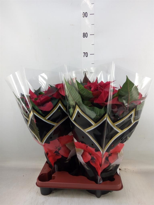 <h4>Euphorbia pulc. 'Christ Feel'</h4>