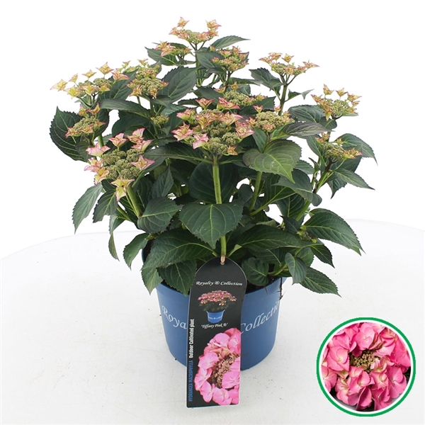 <h4>Hydrangea teller Royalty® 'Tiffany'® Roze C5 (23cm.) Kn.</h4>