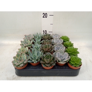 Echeveria   ...mix
