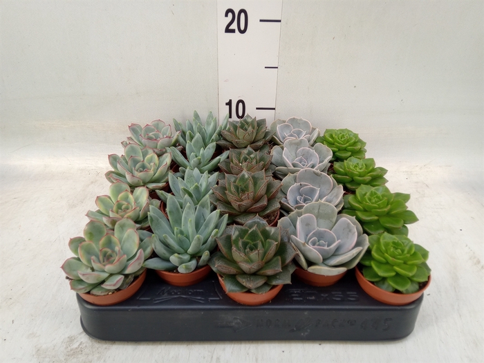 <h4>Echeveria   ...mix</h4>