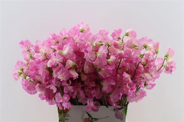 <h4>Lathyr Odor Pink</h4>