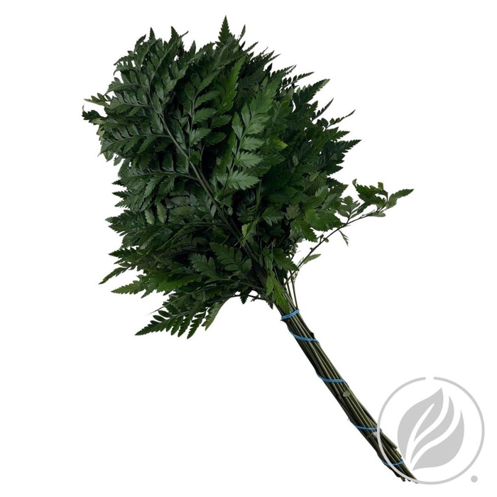 <h4>Leatherleaf Small (cr)</h4>