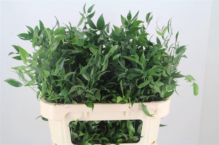 <h4>DANAE RACEMOSA PB</h4>