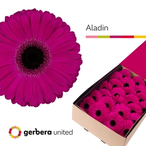 Gerbera Aladin Half doos