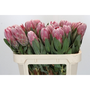 Protea Carnival