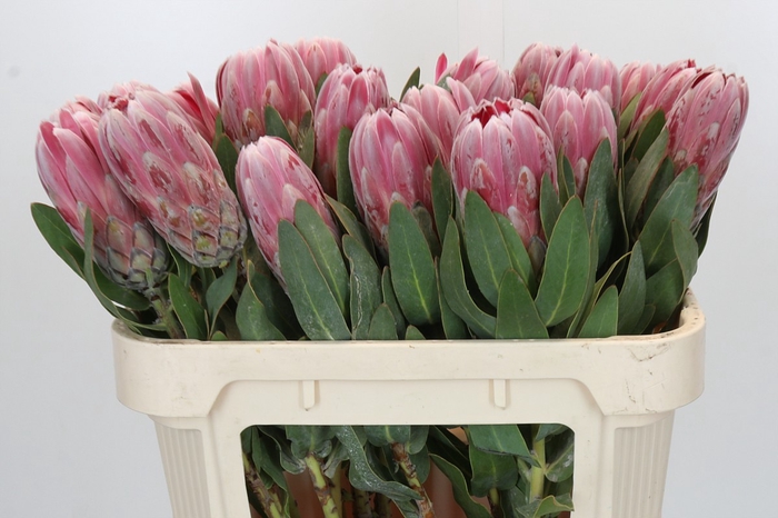 Protea Carnival