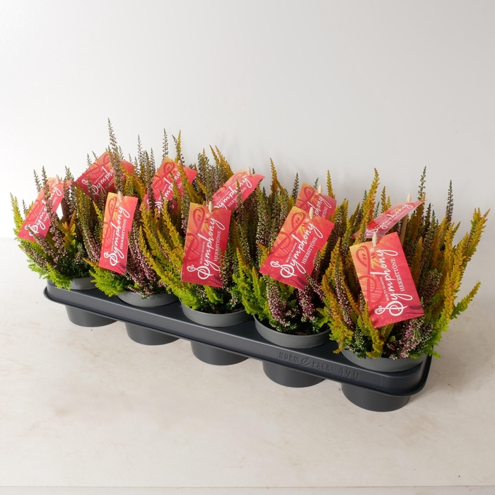 <h4>Calluna vulgaris 'Beauty Ladies' Symphony P12</h4>