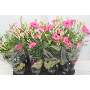 MANDEVILLA ROSE QUEEN P14 PREMIUM