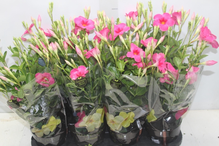 MANDEVILLA ROSE QUEEN P14 PREMIUM