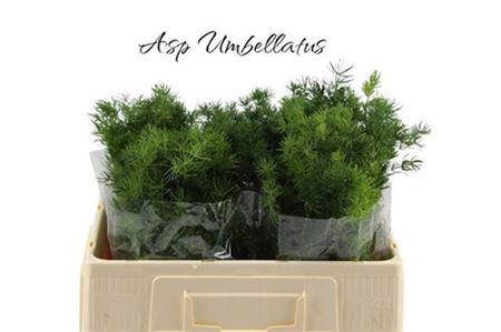 <h4>Asp Umbellatus</h4>