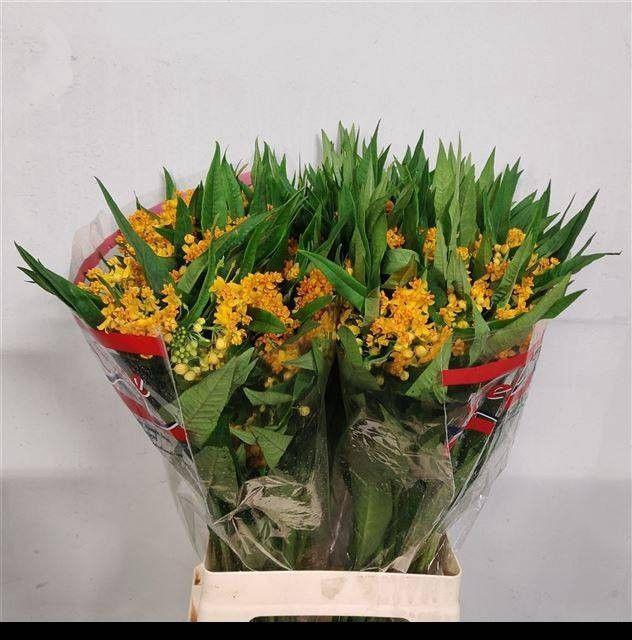 <h4>ASCL C SILKY GOLD</h4>