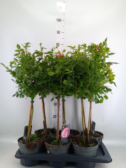 <h4>Rosa ST  ...</h4>