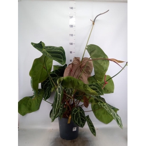 Anthurium crys. 'Karma Crystal Hyb'