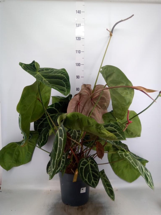<h4>Anthurium crys. 'Karma Crystal Hyb'</h4>