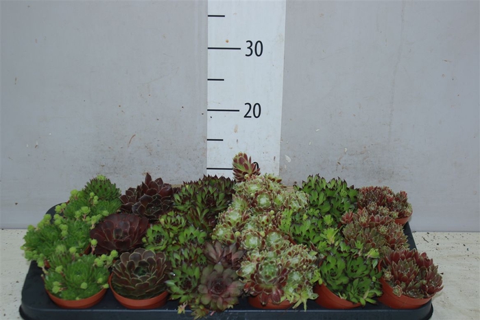 <h4>Sempervivum Gemengd</h4>